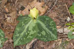 Pale yellow trillium